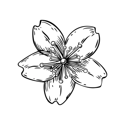 Sakura flower sketch. Cherry blossom vector illustration. Hand-drawn spring design element. NOT AI generated
